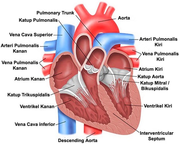 Detail Gambar Organ Jantung Manusia Dan Fungsinya Nomer 24