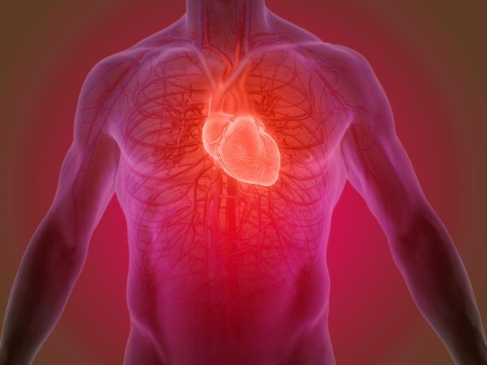 Detail Gambar Organ Jantung Manusia Dan Fungsinya Nomer 26