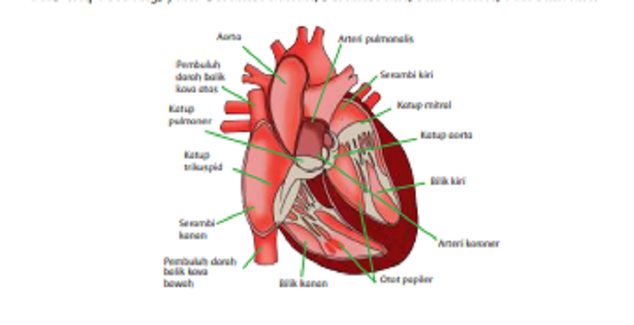 Detail Gambar Organ Jantung Manusia Dan Fungsinya Nomer 29