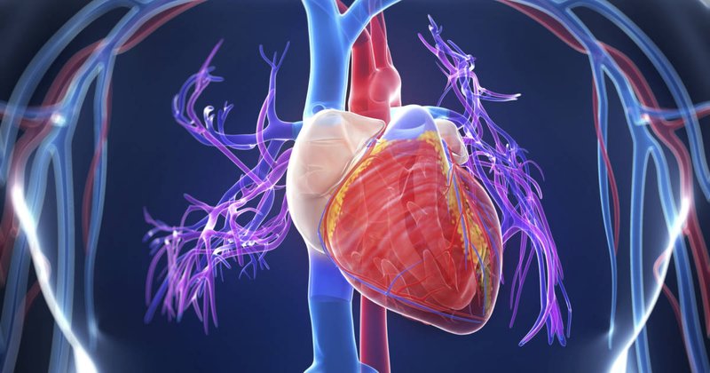 Detail Gambar Organ Jantung Manusia Dan Fungsinya Nomer 40