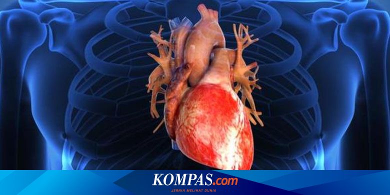 Detail Gambar Organ Jantung Manusia Dan Fungsinya Nomer 44