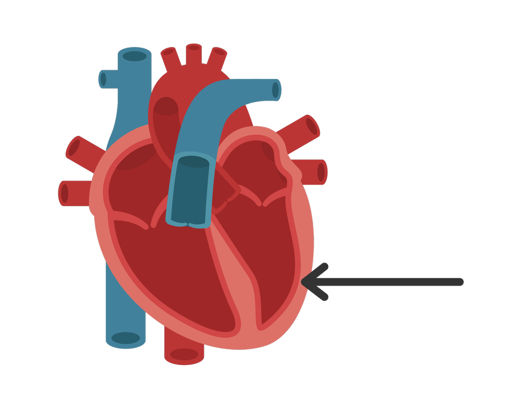 Detail Gambar Organ Jantung Manusia Dan Fungsinya Nomer 46