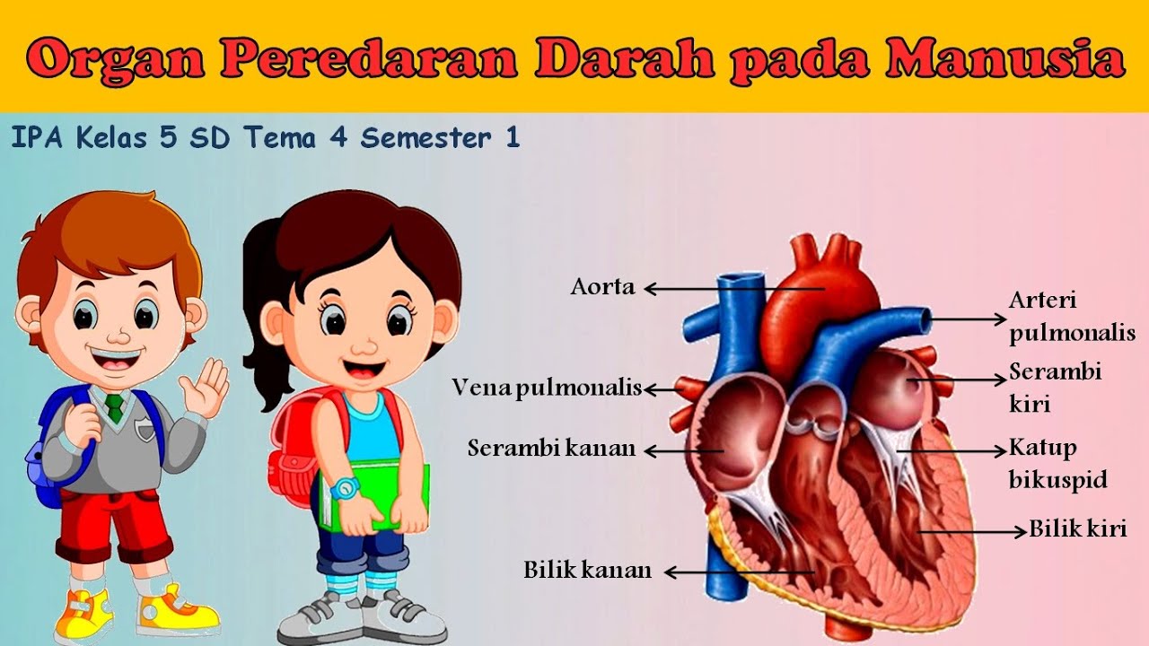 Detail Gambar Organ Jantung Manusia Dan Fungsinya Nomer 50