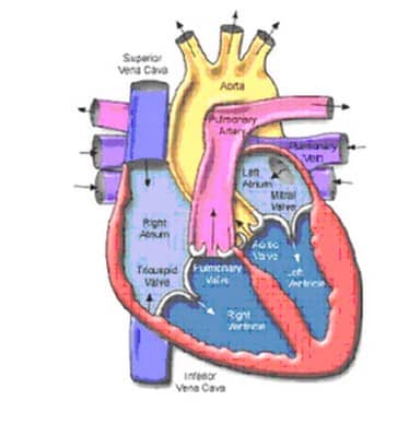 Detail Gambar Organ Jantung Manusia Dan Fungsinya Nomer 51