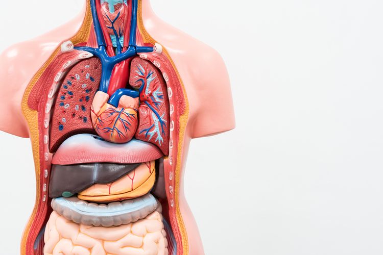 Detail Gambar Organ Manusia Dan Fungsinya Nomer 10