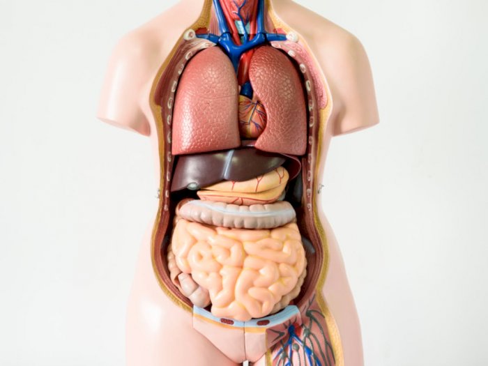 Detail Gambar Organ Manusia Dan Fungsinya Nomer 20