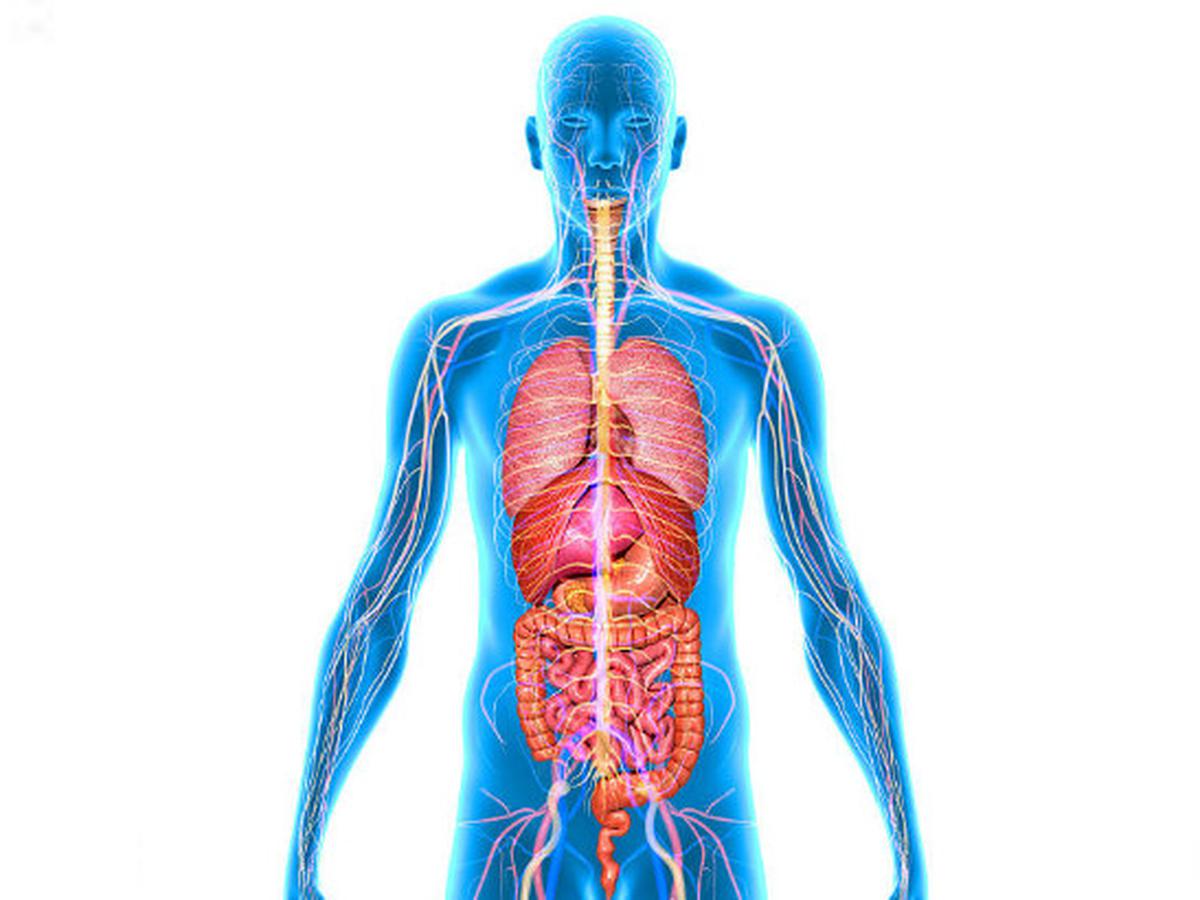 Detail Gambar Organ Manusia Dan Fungsinya Nomer 23