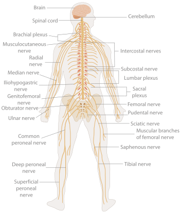 Detail Gambar Organ Manusia Dan Fungsinya Nomer 31