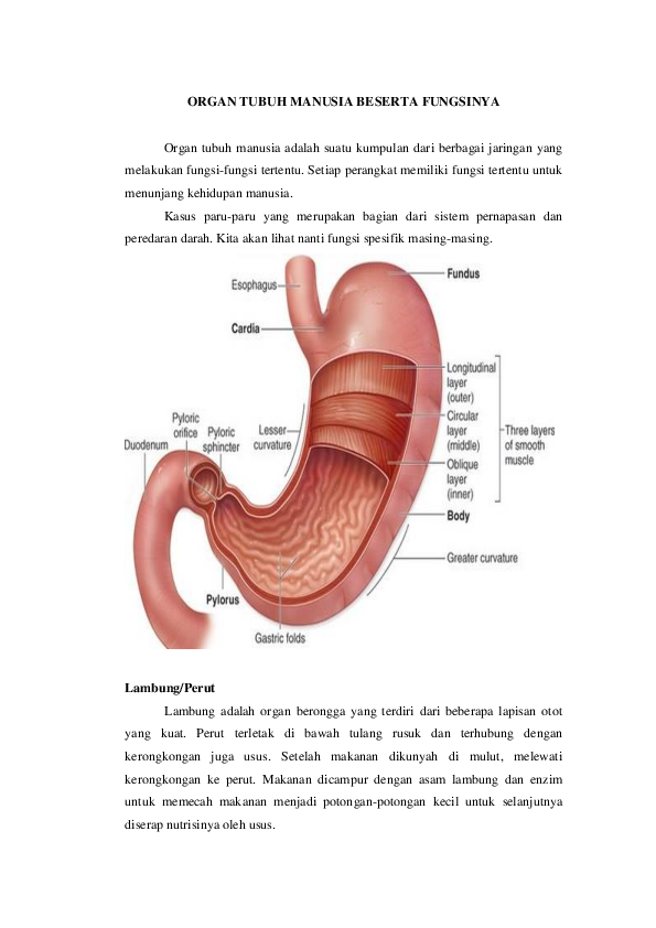 Detail Gambar Organ Manusia Dan Fungsinya Nomer 43