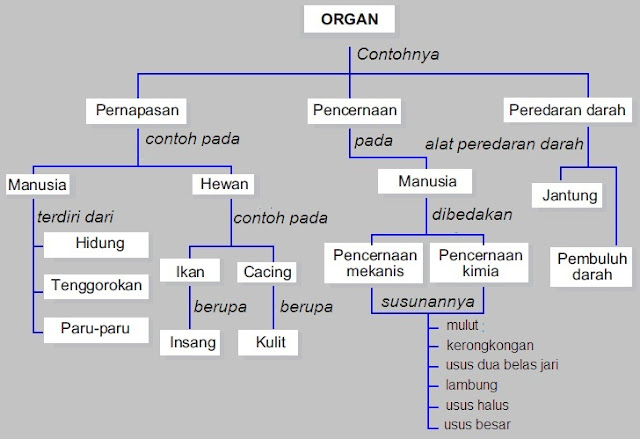 Detail Gambar Organ Manusia Dan Fungsinya Nomer 44