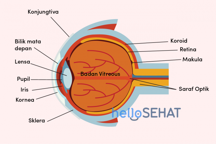 Gambar Organ Mata Dan Fungsinya - KibrisPDR