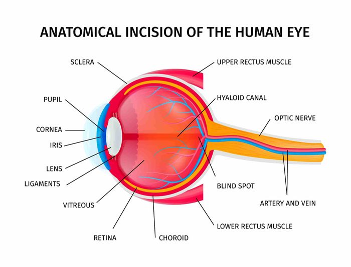 Detail Gambar Organ Mata Dan Fungsinya Nomer 15