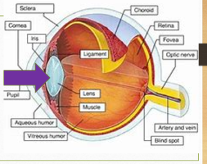 Detail Gambar Organ Mata Dan Fungsinya Nomer 36