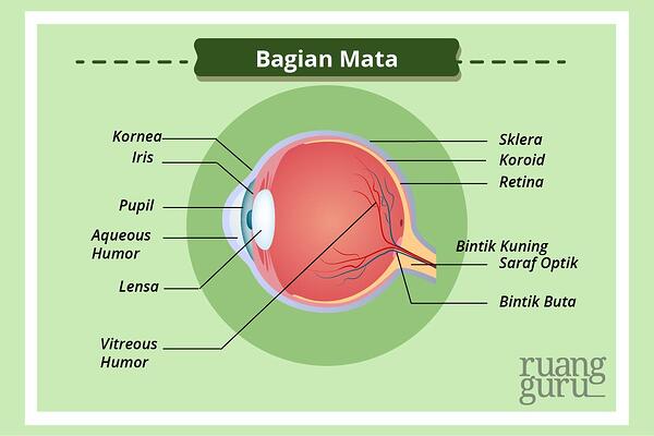 Detail Gambar Organ Mata Dan Fungsinya Nomer 37