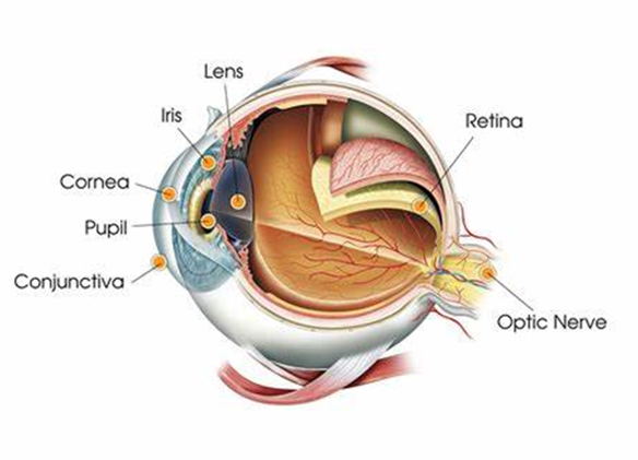 Detail Gambar Organ Mata Dan Fungsinya Nomer 41