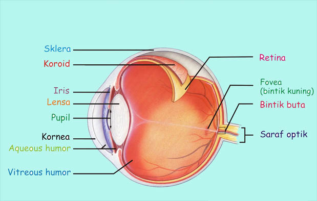 Detail Gambar Organ Mata Dan Fungsinya Nomer 10