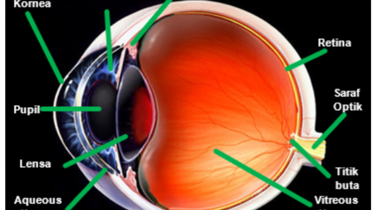 Detail Gambar Organ Mata Dan Penjelasannya Nomer 13