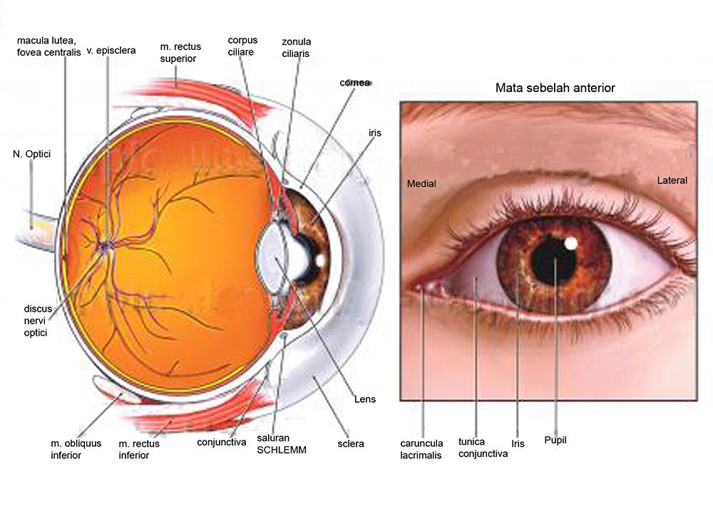 Detail Gambar Organ Mata Dan Penjelasannya Nomer 24