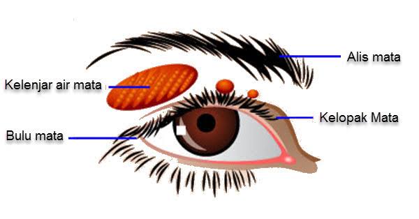 Detail Gambar Organ Mata Dan Penjelasannya Nomer 32