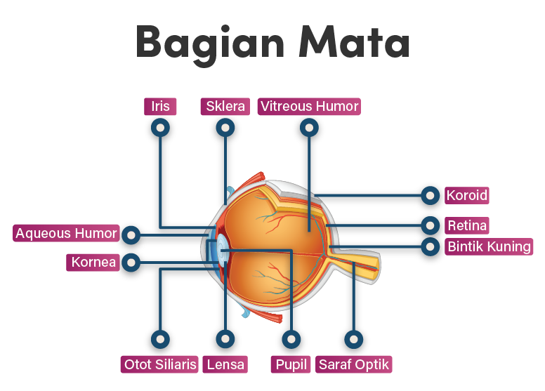 Detail Gambar Organ Mata Dan Penjelasannya Nomer 37