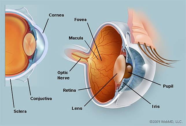 Detail Gambar Organ Mata Dan Penjelasannya Nomer 39