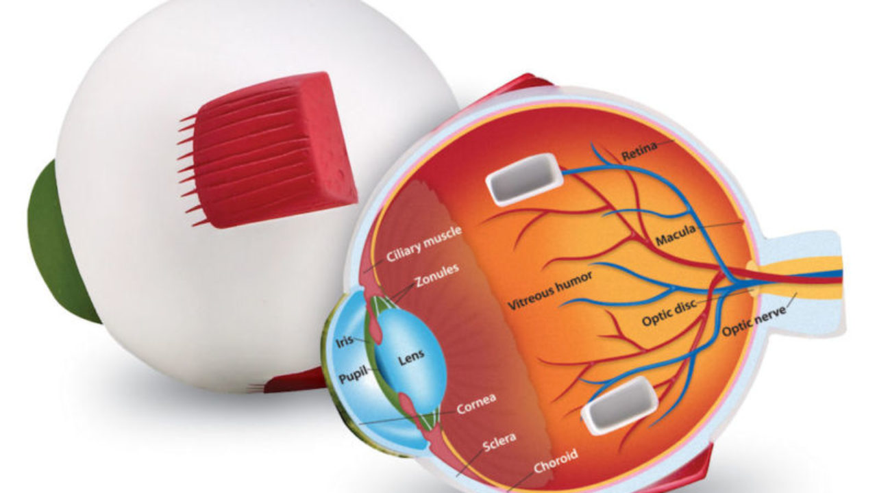 Detail Gambar Organ Mata Dan Penjelasannya Nomer 45