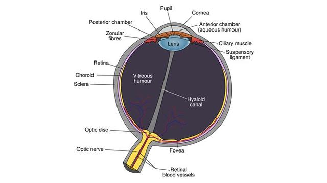 Detail Gambar Organ Mata Dan Penjelasannya Nomer 46