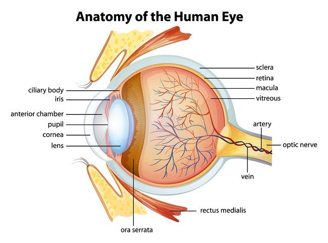 Detail Gambar Organ Mata Dan Penjelasannya Nomer 6