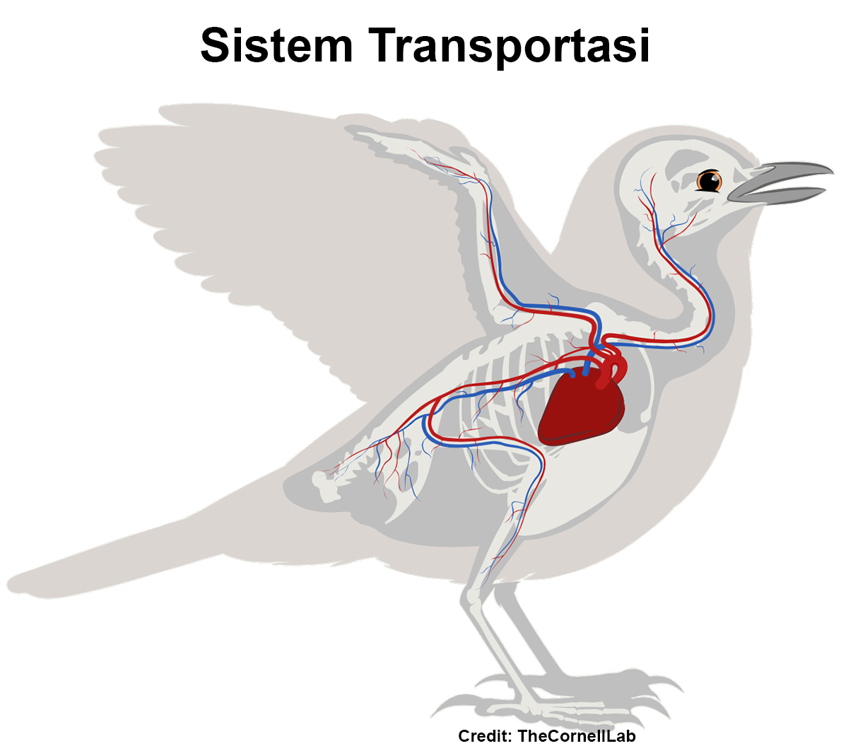 Detail Gambar Organ Organ Pada Tubuh Burung Merpati Dan Penjelasannya Nomer 18