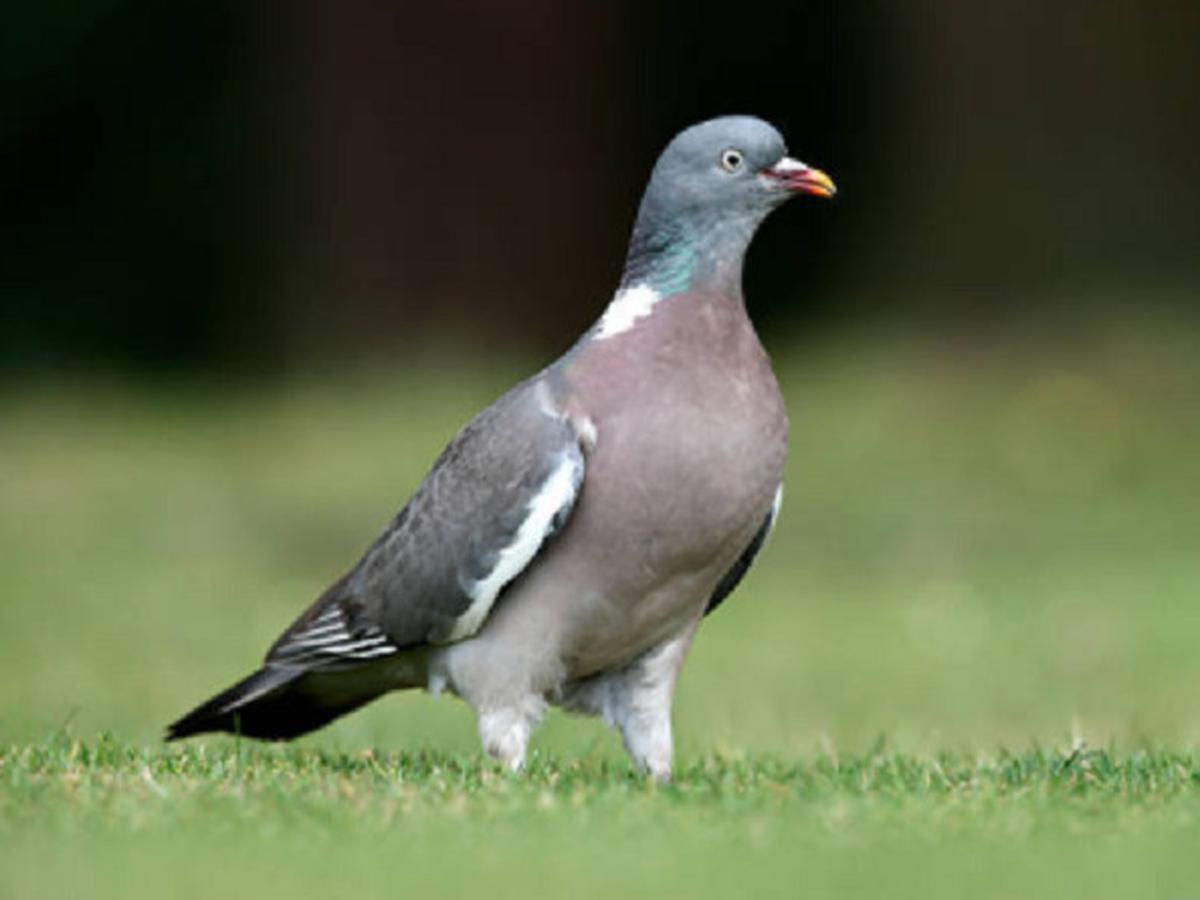 Detail Gambar Organ Organ Pada Tubuh Burung Merpati Dan Penjelasannya Nomer 25