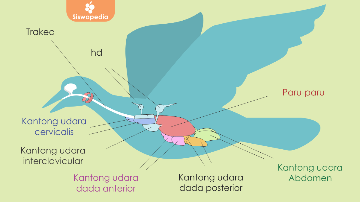 Detail Gambar Organ Organ Pada Tubuh Burung Merpati Dan Penjelasannya Nomer 34