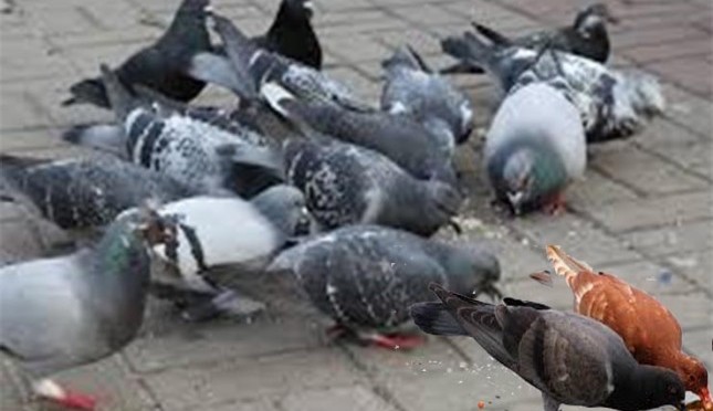 Detail Gambar Organ Organ Pada Tubuh Burung Merpati Dan Penjelasannya Nomer 44