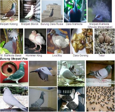 Detail Gambar Organ Organ Pada Tubuh Burung Merpati Dan Penjelasannya Nomer 47