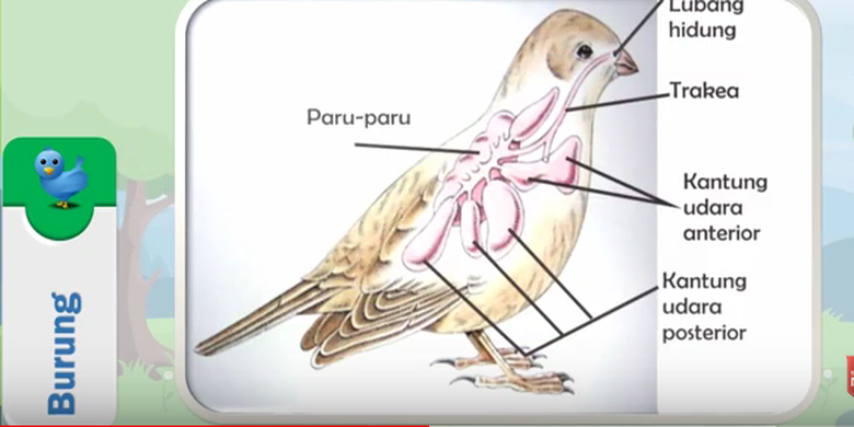 Detail Gambar Organ Organ Pada Tubuh Burung Merpati Dan Penjelasannya Nomer 48