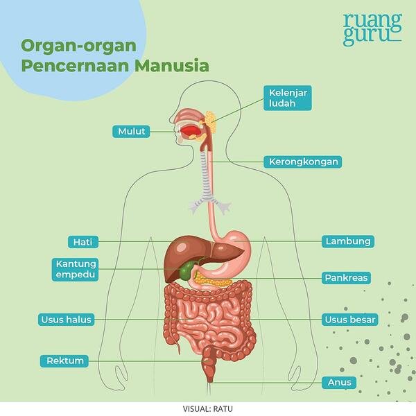 Detail Gambar Organ Organ Pencernaan Manusia Nomer 2