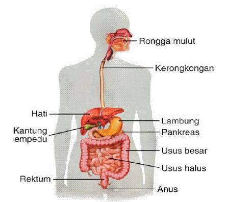 Detail Gambar Organ Organ Pencernaan Manusia Nomer 12