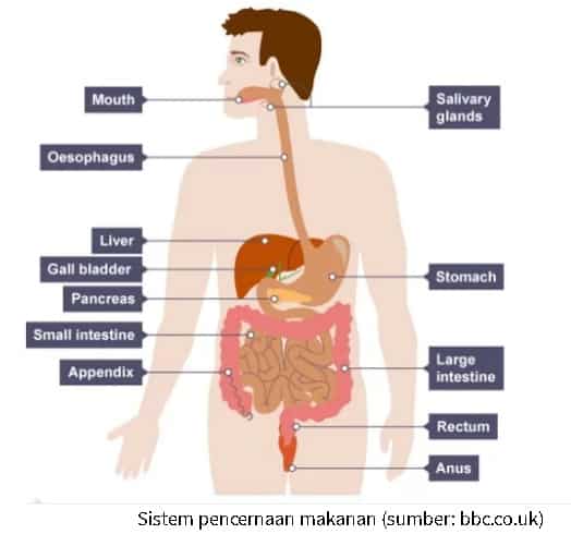 Detail Gambar Organ Organ Pencernaan Manusia Nomer 13