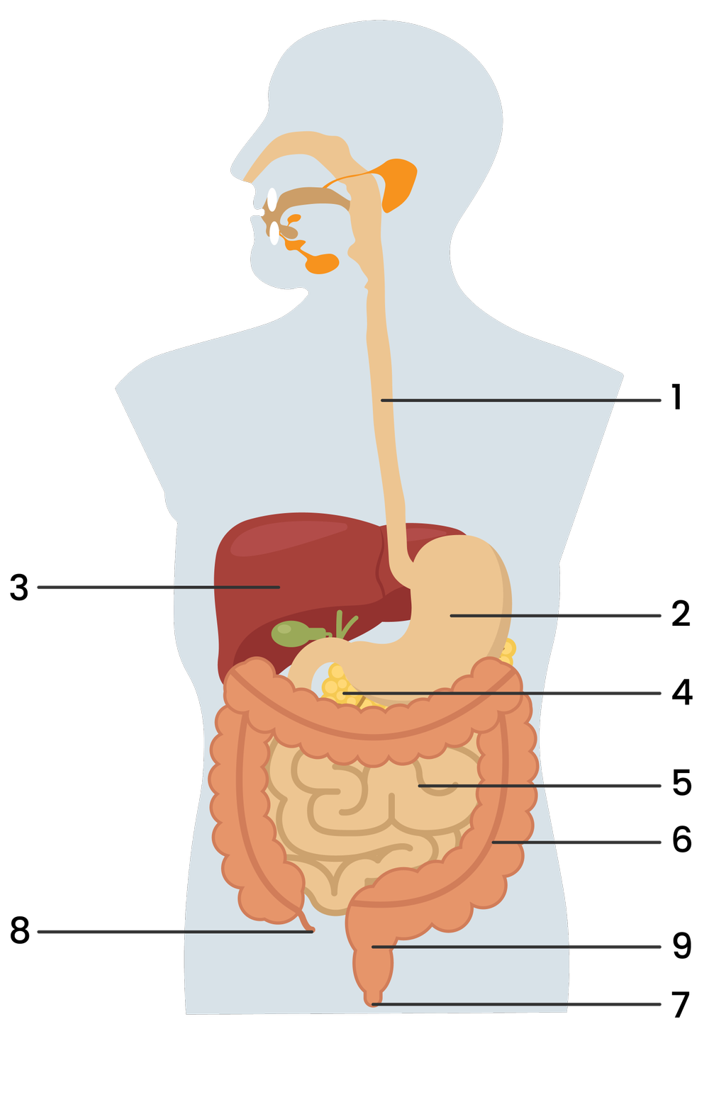 Detail Gambar Organ Organ Pencernaan Manusia Nomer 16