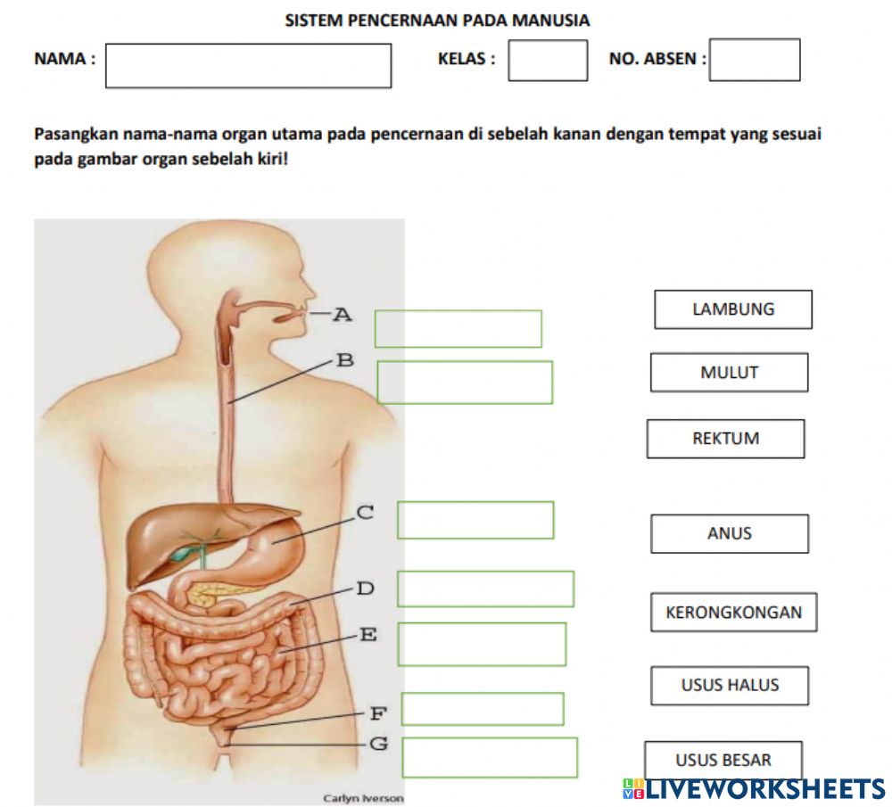 Detail Gambar Organ Organ Pencernaan Manusia Nomer 17