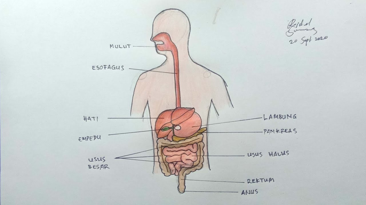 Detail Gambar Organ Organ Pencernaan Manusia Nomer 24