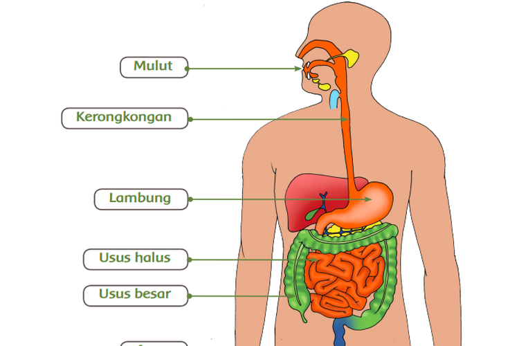 Detail Gambar Organ Organ Pencernaan Manusia Nomer 4