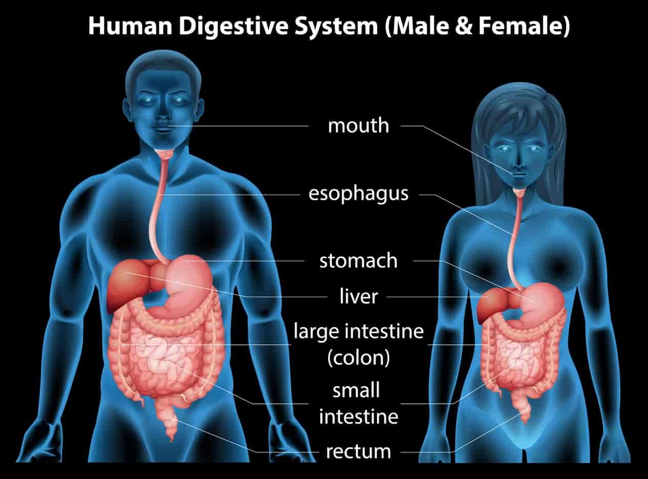 Detail Gambar Organ Organ Pencernaan Manusia Nomer 28