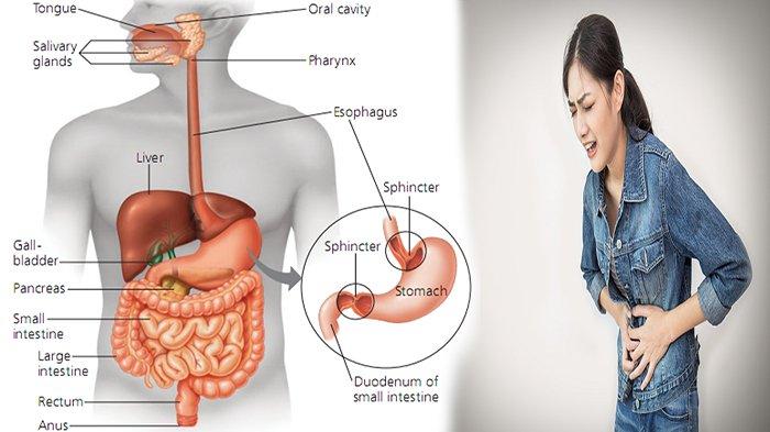 Detail Gambar Organ Organ Pencernaan Manusia Nomer 33