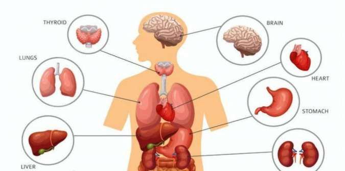 Detail Gambar Organ Organ Pencernaan Manusia Nomer 35