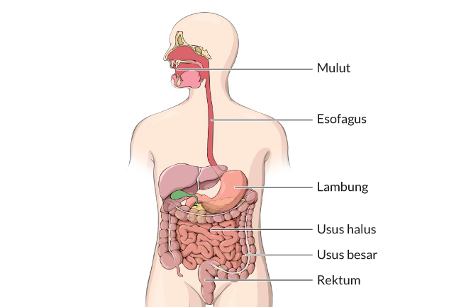 Detail Gambar Organ Organ Pencernaan Manusia Nomer 5