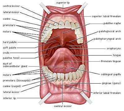 Detail Gambar Organ Organ Pencernaan Manusia Nomer 37