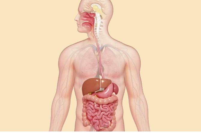 Detail Gambar Organ Organ Pencernaan Manusia Nomer 39