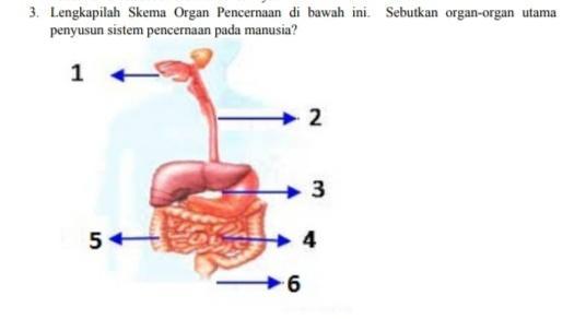 Detail Gambar Organ Organ Pencernaan Manusia Nomer 43