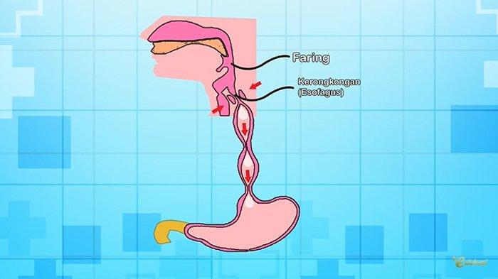 Detail Gambar Organ Organ Pencernaan Manusia Nomer 47