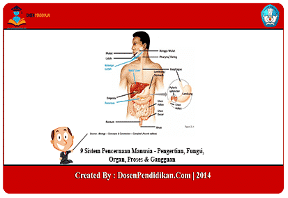 Detail Gambar Organ Organ Pencernaan Manusia Nomer 49